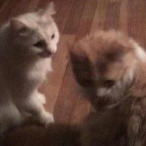 Meet your Posher, Julie r.